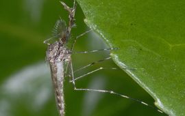 Culicidae, steekmug, mannetje
www.saxifraga.nl