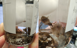 Marnel Scherrenberg, Naturalis Thismia americana