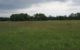 Hans Boll, Saxifraga Landschap bij Marum, Groningen