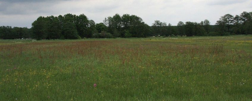 Landschap bij Marum, Groningen