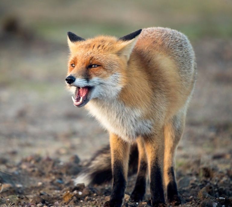 Vossen maken veel verschillende geluiden, sommige ervan klinken angstaanjagend