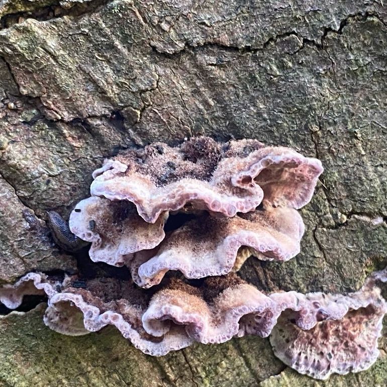 De paarse korstzwam leeft op het dode hout van allerlei bomen