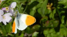 oranjetipje op pinksterbloem - primair