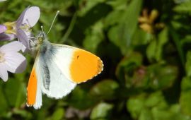 oranjetipje op pinksterbloem - primair