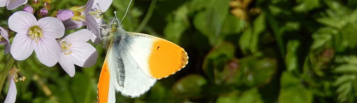 oranjetipje op pinksterbloem - primair
