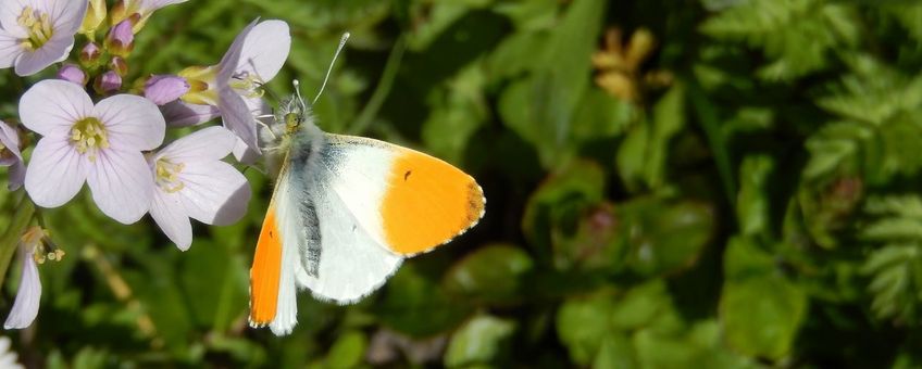 oranjetipje op pinksterbloem - primair