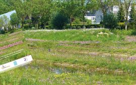 Vlinderbalans 2026 - primair