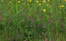 Vicia sativa. Smalle wikke