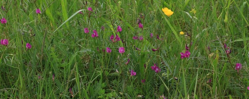 Vicia sativa. Smalle wikke