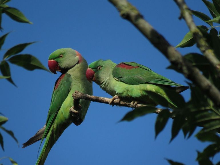 Halsbandparkieten, het mannetje links heeft een zwarte halslijn die uitloopt in een oranjeroze 'halsband', het vrouwtje heeft dit niet
