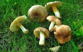 NMV Vergelende netspoorrussula