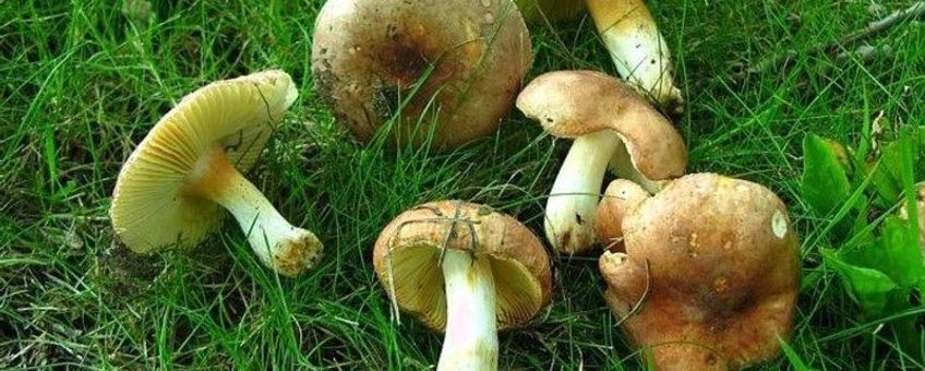 NMV Vergelende netspoorrussula