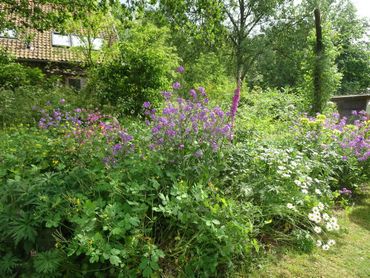 Inheemse planten versterken biodiversiteit in tuinen