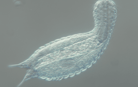 Heterolepidodermella squamata