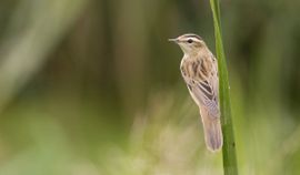 Acrocephalus schoenobaenus. Rietzanger