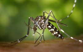 James Gathany, CDC - Centers for Disease Control Tijgermug die begint met nemen van een bloedmaaltijd