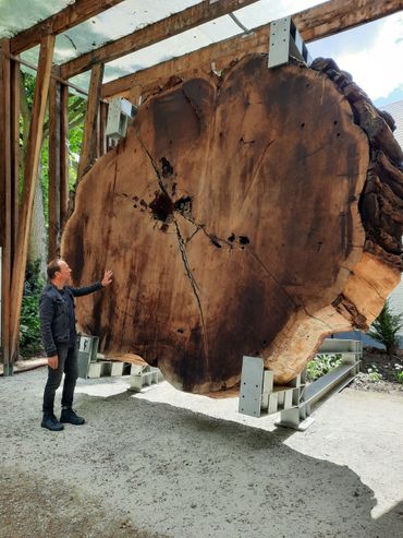 Stam mammoetboom met Jeroen van Schaijk van Plantentuin Meise