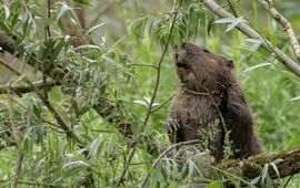 Sabine Wolters Bever in de Gendtse Waard