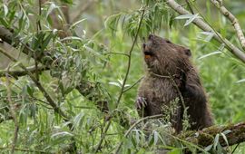 Bever in de Gendtse Waard