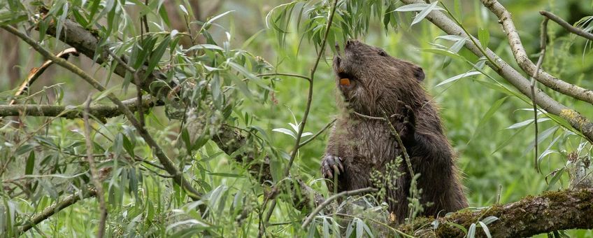 Bever in de Gendtse Waard