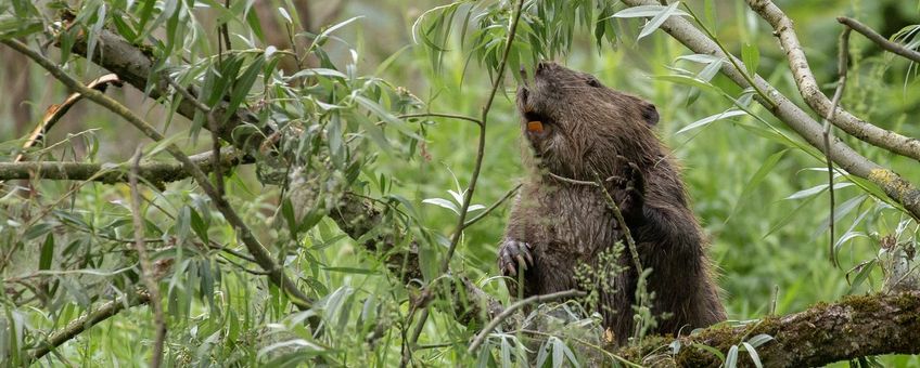 Bever in de Gendtse Waard