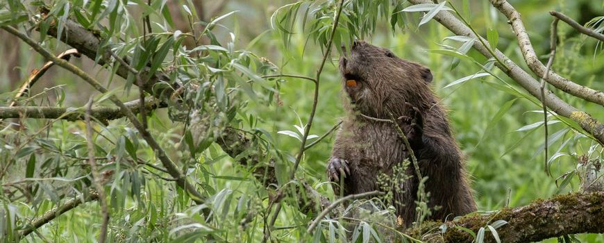 La natura oggi |  Il naturale potere di recupero dei castori è visibile dallo spazio