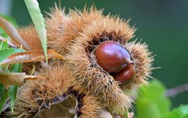 Castanea sativa, Tamme kastanje