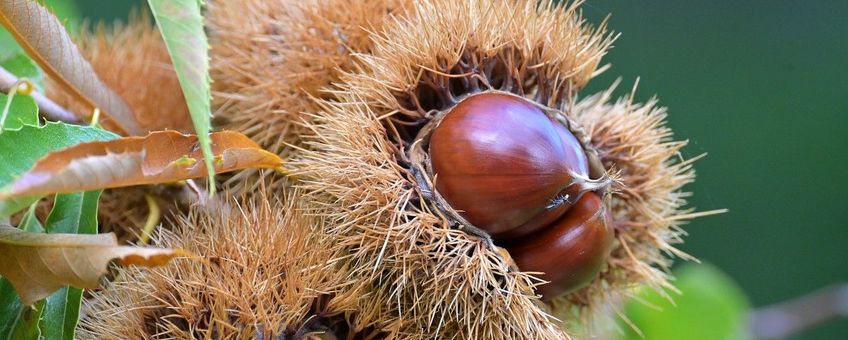 Castanea sativa, Tamme kastanje