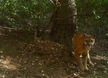 This male mountain lion, known to scientists as M64, circulated in the Santa Ana range. Busy highways and growing urbanization in the area threaten pumas in Southern California and have led to their genetic decay