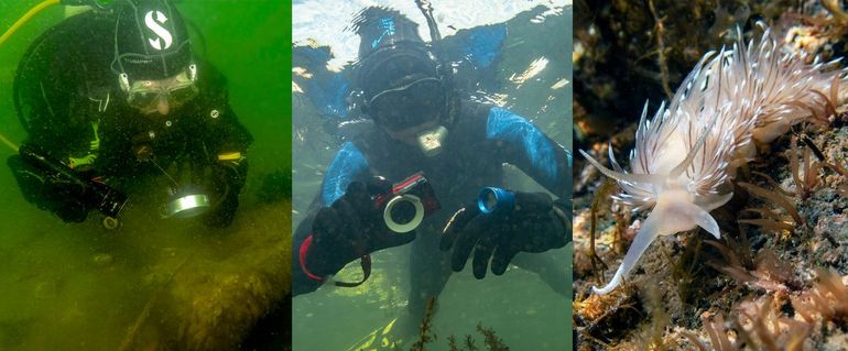 Diep onder water op kleine dingen letten (duiker met vergrootglas; links), of snorkelend in ondieper water, bijvoorbeeld in het vaak heldere Grevelingenmeer (midden). Uitkijkend naar bijvoorbeeld zeenaaktslakken, zoals deze mooie Ringsprietslak (rechts)