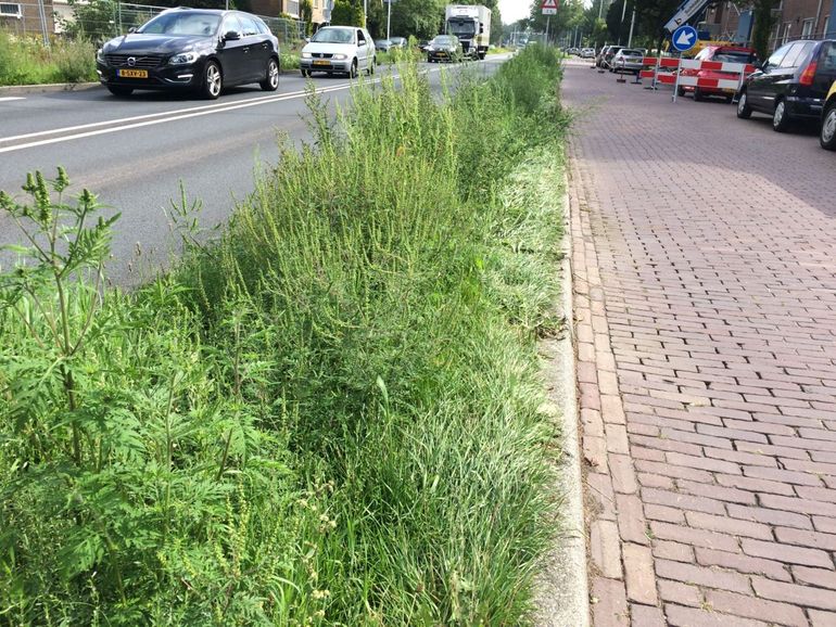 Groot aantal ambrosiaplanten in een berm in het centrum van Wageningen waar ze inmiddels al tien achtereenvolgende jaren gezien worden.