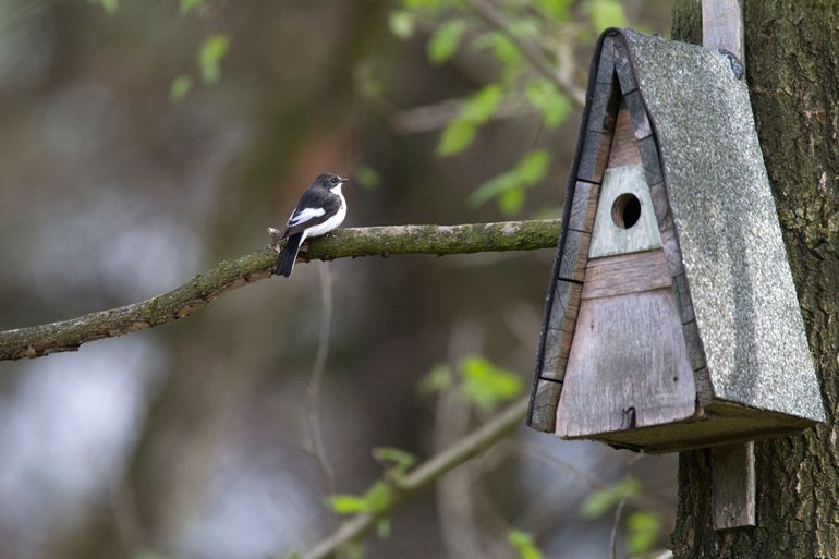 Mannetje bonte vliegenvanger bij nestkast