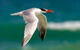 Vogelbescherming Nederland