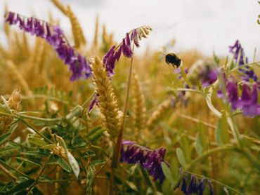 Hommel komt op paarse bloemen van wikke af tussen het afrijpende graan