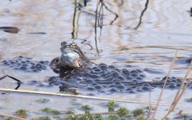 Rudmer Zwerver, Saxifraga bruine kikker op kikkerdril
