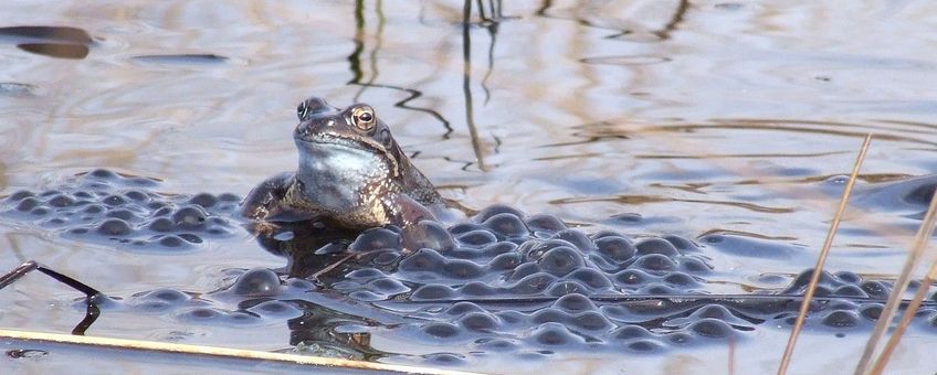 bruine kikker op kikkerdril