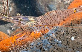 Peter H. van Bragt Palaemon serratus. Gezaagde steurgarnaal