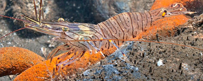 Palaemon serratus. Gezaagde steurgarnaal