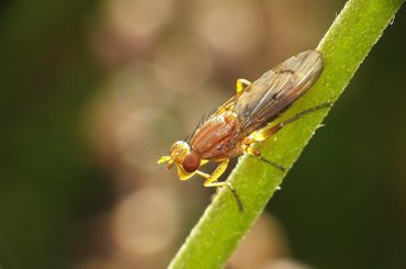 De dubbelborstelrietslakvlieg (Tetanocera arrogans) in een voor slakkendoders typische houding, met  de kop naar beneden op een stengel 