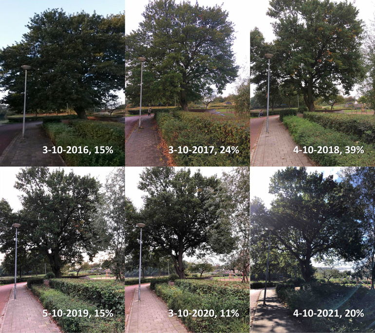 Difference in the degree of leaf colouring of a Pedunculate oak at De Vlinderboom primary school in Ede around the beginning of October in the years 2016 to 2021. An estimate has also been made of the percentage of coloured leaves for this tree