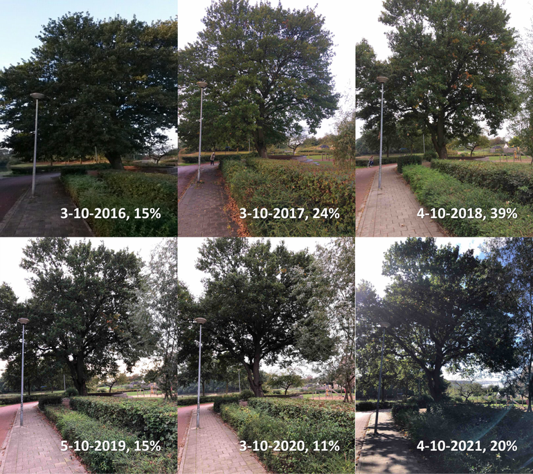 Verschil in mate van bladverkleuring van een zomereik bij basisschool De Vlinderboom in Ede rond begin oktober in de jaren 2016 tot en met 2021. Voor deze boom is ook iedere keer een schatting gemaakt van het percentage verkleurde bladeren