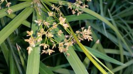 Cyperus papyrus