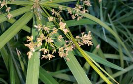 Joan Simon via WikiCommons Cyperus papyrus