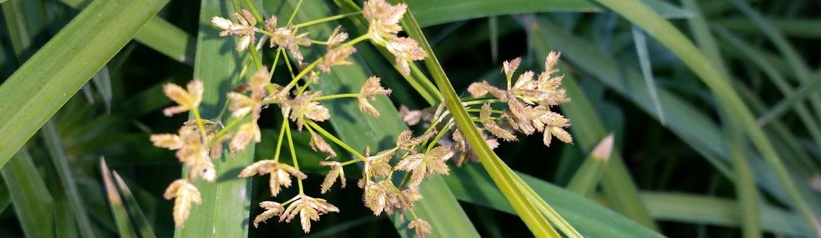 Cyperus papyrus
