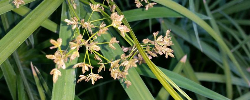 Cyperus papyrus