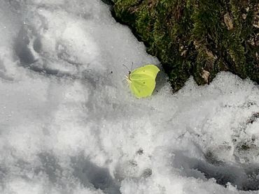 Cirtroenvlinder in de sneeuw