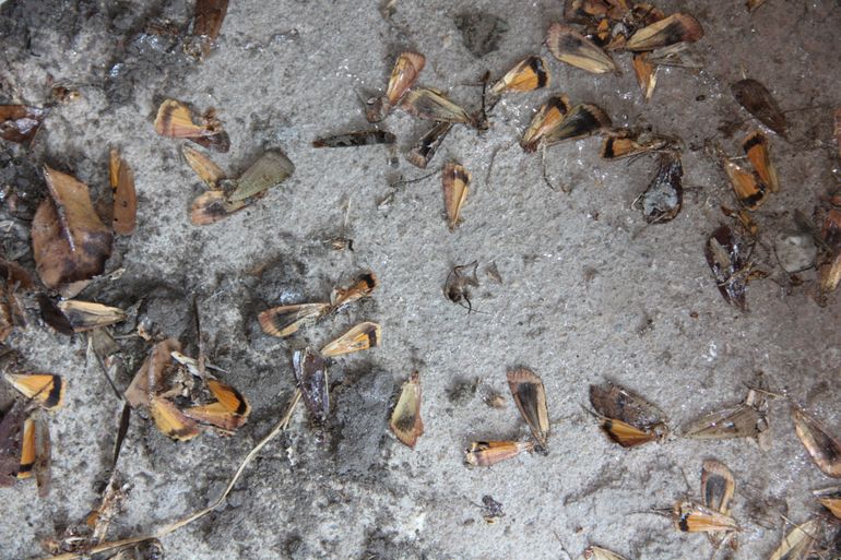 Mottenvleugeltjes die de grootoorvleermuis op de grond heeft laten vallen, met opvallend veel vleugels van huismoeders (Noctua pronuba)