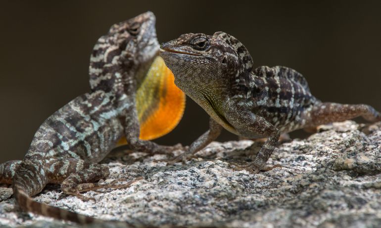 Twee mannelijke hagedissen Anolis lineatus op Aruba in territoriale strijd