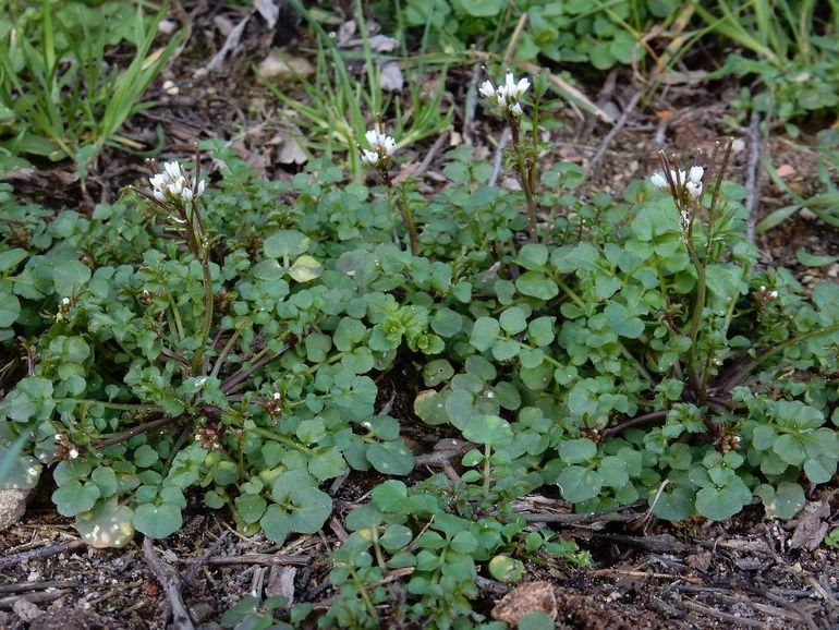 Kleine veldkers bloeit vaak al in december