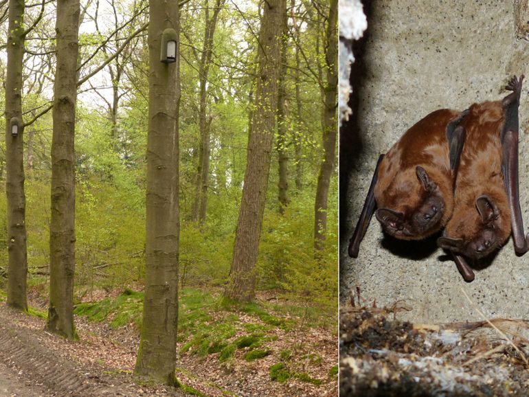 Aangeboden vleermuiskasten in bossen worden regelmatig door individuele of kleine groepen vleermuizen gebruikt